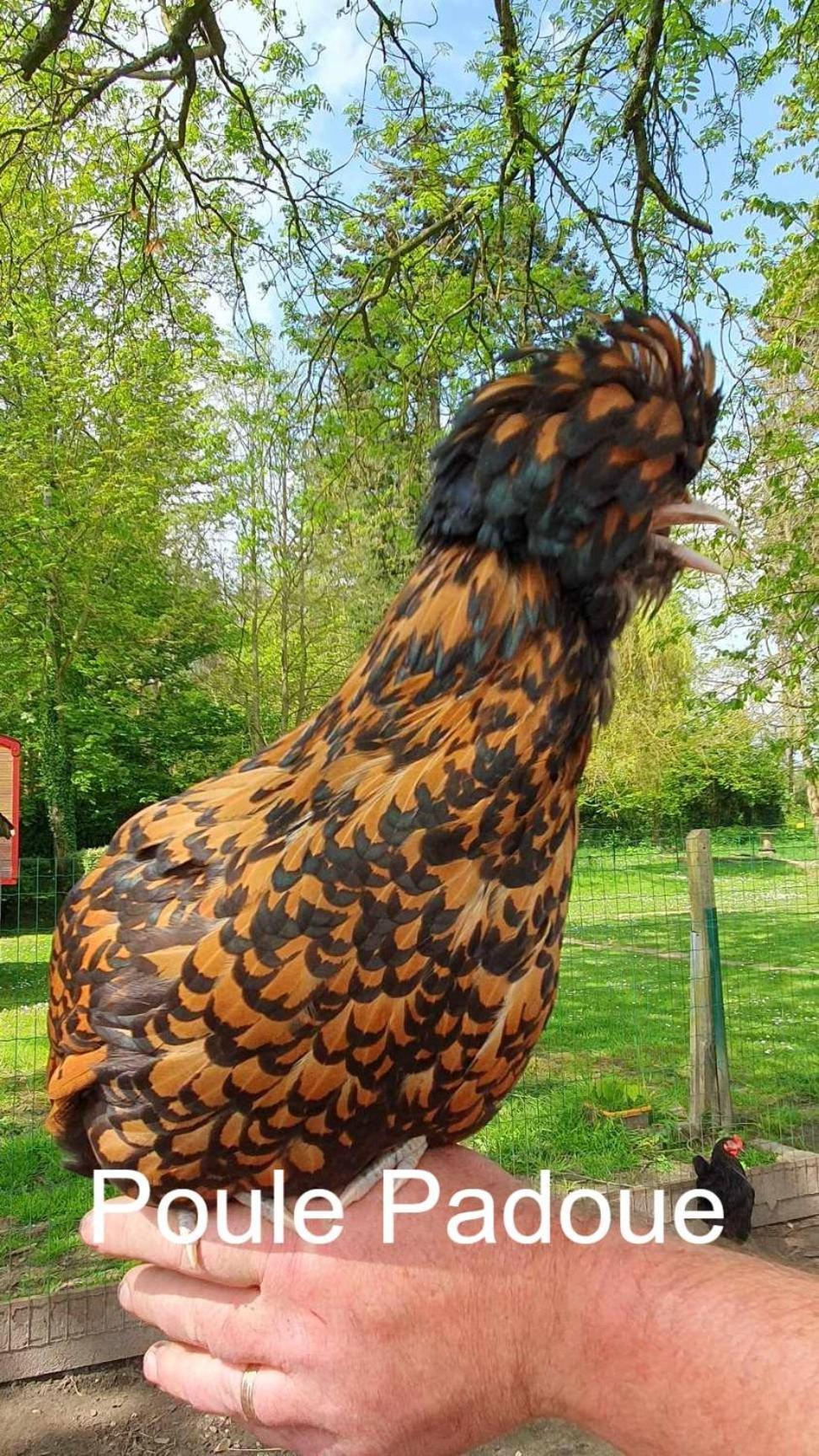 La Fermette Des Ramolleux Crécy-en-Ponthieu Exterior foto